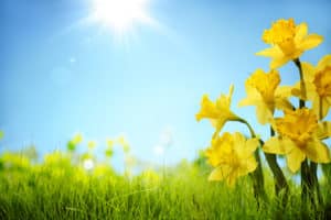 Daffodil flowers in the field